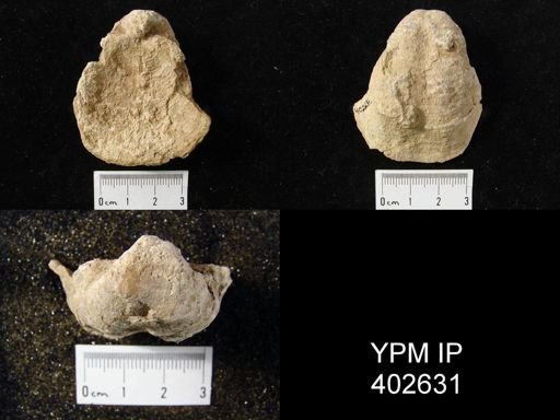 Echinoconchus sp.