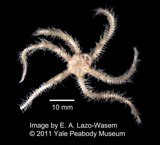 Ophiuroidea