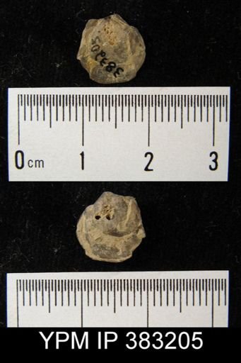 Meristella sp.