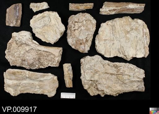 Xiphactinus sp.