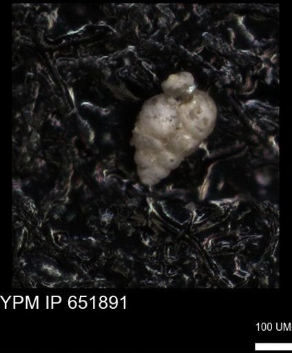 undet. Heterohelicidae