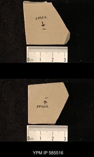 undet. Coleoptera