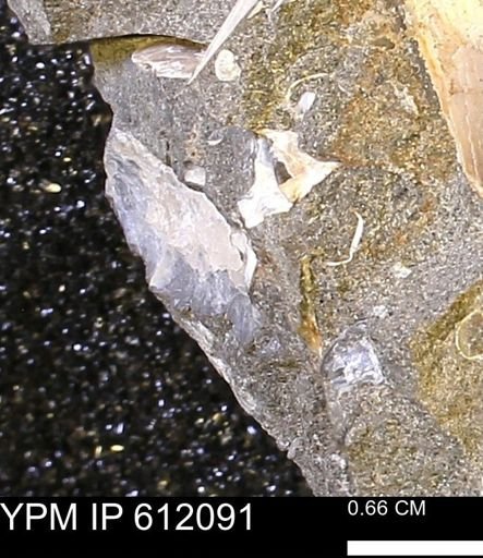 Pseudoptera subtortuosa
