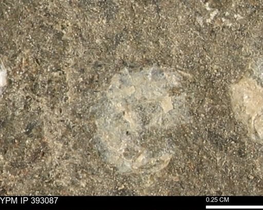 Scaphites sp.