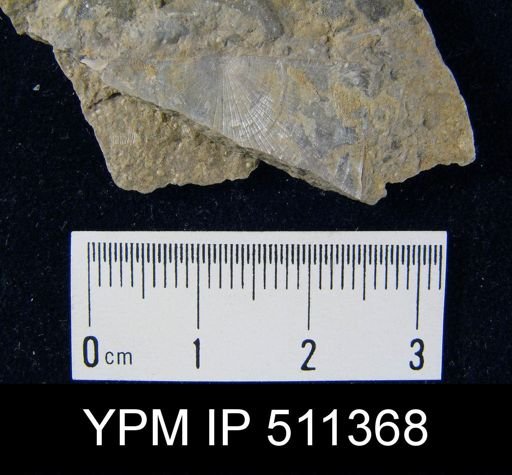 Strophomena hecuba