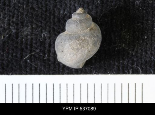 Viviparus montanaensis
