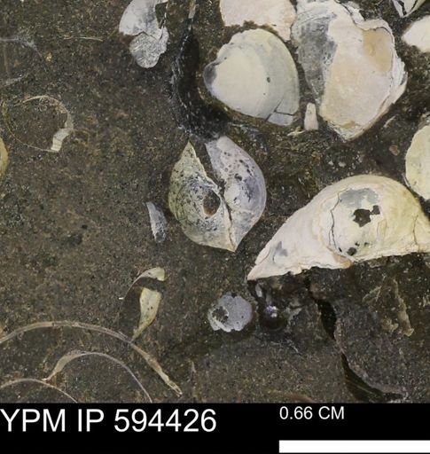 Protocardia sp.