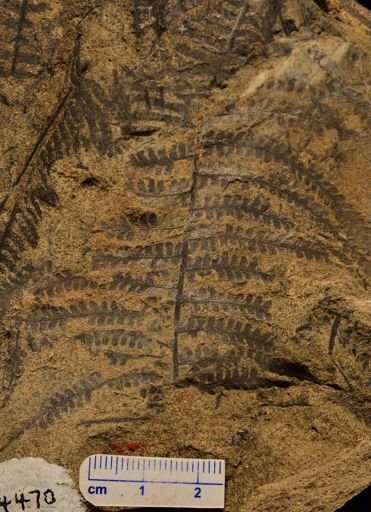 Microphyllopteris gieseckiana