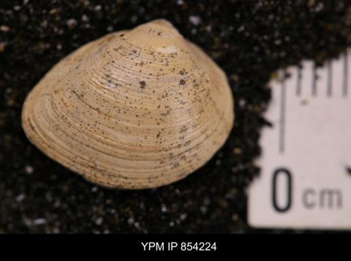 Limopsis striatopunctatus