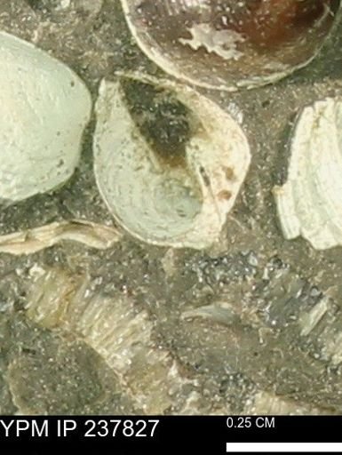 Limopsis striatopunctatus