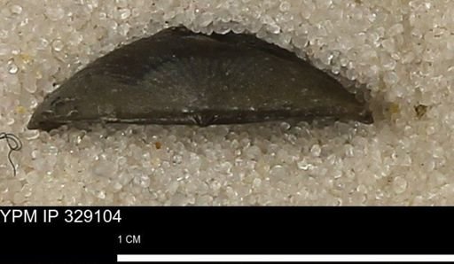 Chonetes scitulus