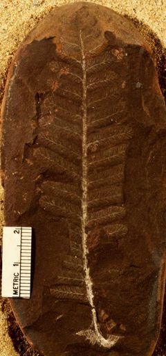 Pecopteris