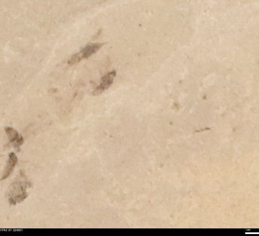 undet. Insecta