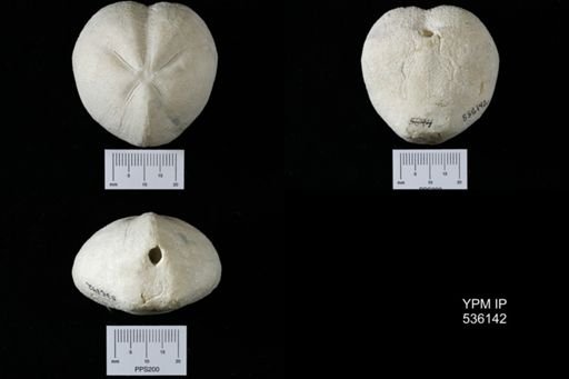 Micraster cortestudinarium