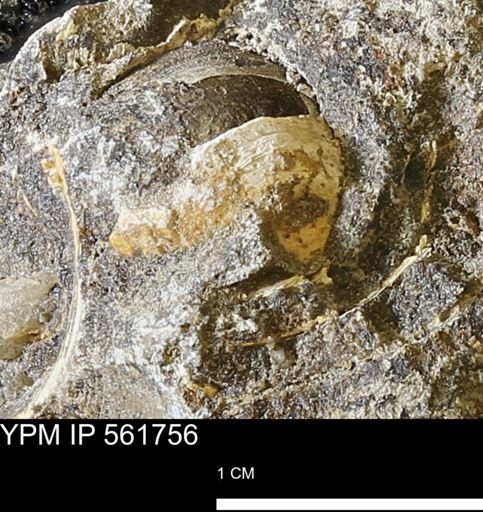 undet. Bivalvia
