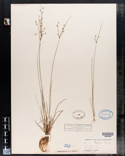 Juncus tenuis