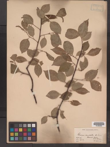 Prunus serotina