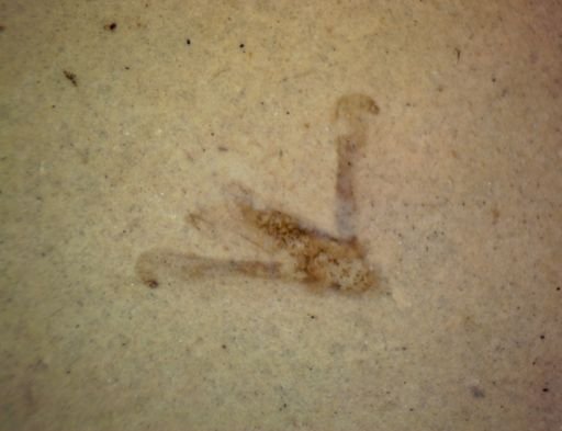 undet. Pterygota
