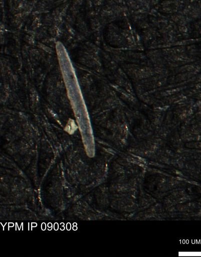 undet. Porifera