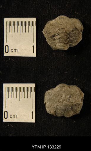 Phacops rana