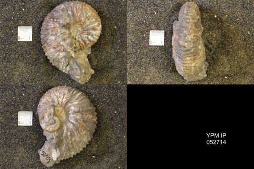 Jeletzkytes nebrascensis