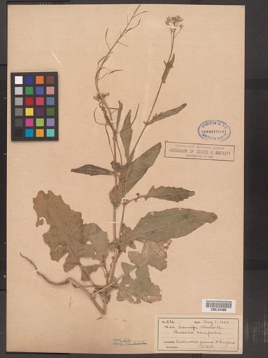Brassica campestris
