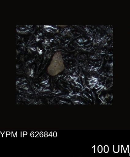 undet. Foraminiferida