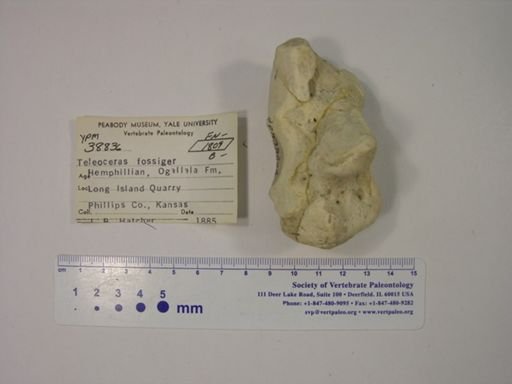 Teleoceras fossiger