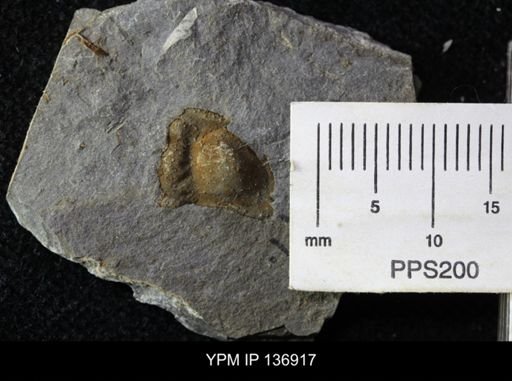 Ctenocephalus maltheus