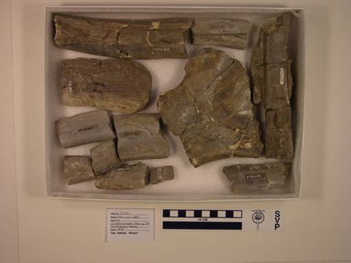 Hadrosauridae