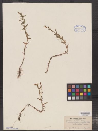 Gratiola aurea