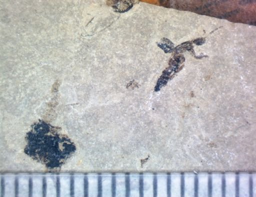 undet. Staphylinidae