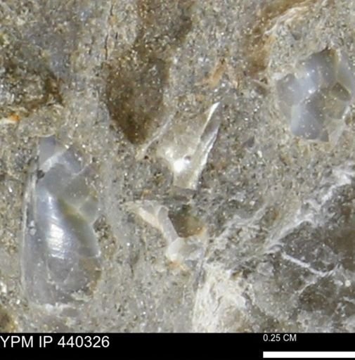 undet. Bivalvia