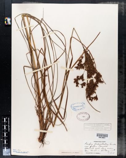 Scirpus pedicellatus