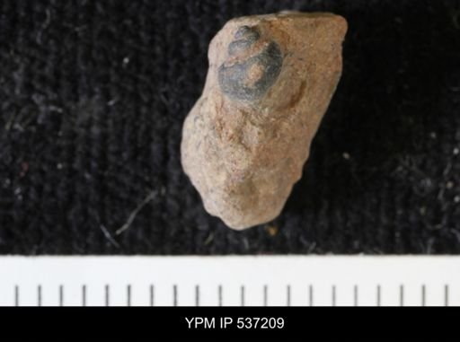 Viviparus montanaensis