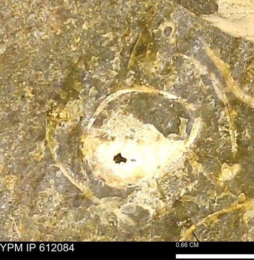 undet. Bivalvia