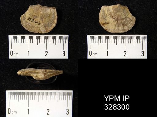 Orthotetes kaskaskiensis