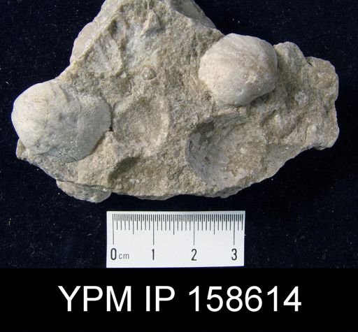 Clorinda barrandei plicata