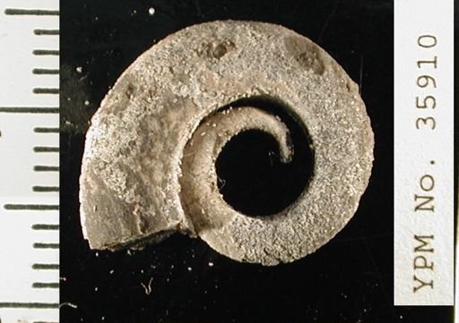 Ecculiomphalus sp.