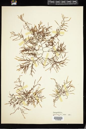 Sargassum