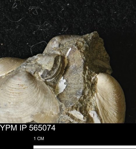 Limopsis striatopunctatus