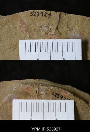 undet. Trilobita