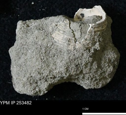 Turritella tippana