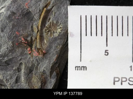 Eocystites primaevus