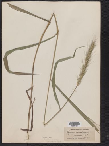 Elymus riparius