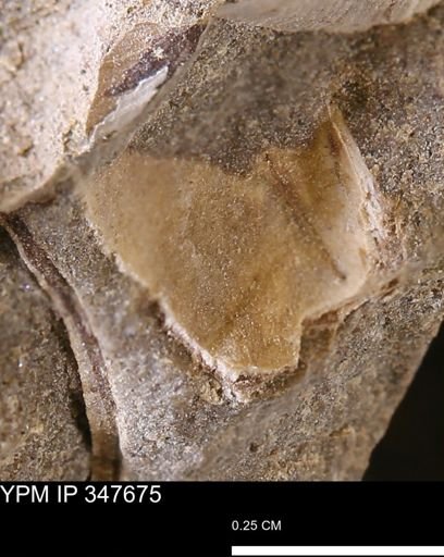 undet. Bivalvia