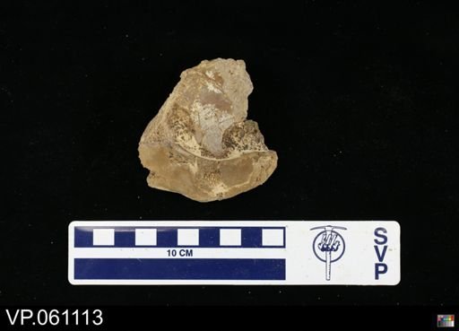 undet. Mosasauridae