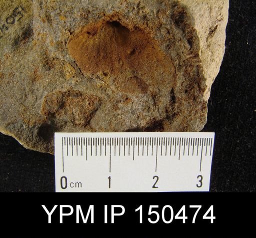 Orthorhynchula sp.