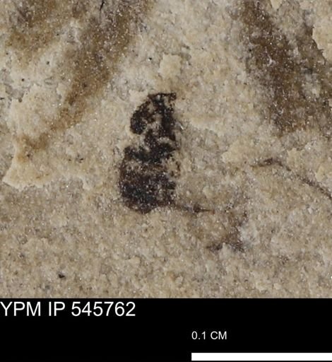 undet. Coleoptera