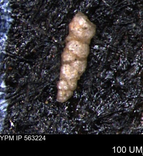 Verneuilinoides hectori